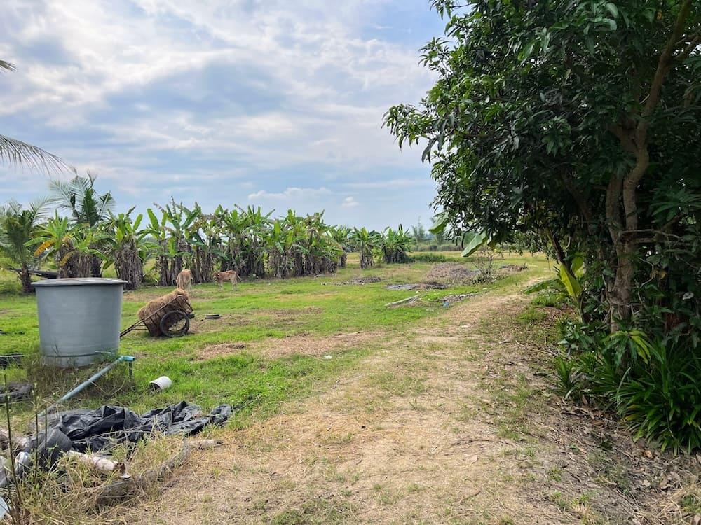 Orchard Smallholding in San Pa Tong — photograph 2